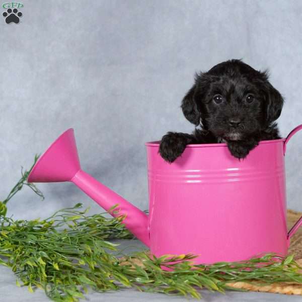 Dixie, Yorkie Poo Puppy